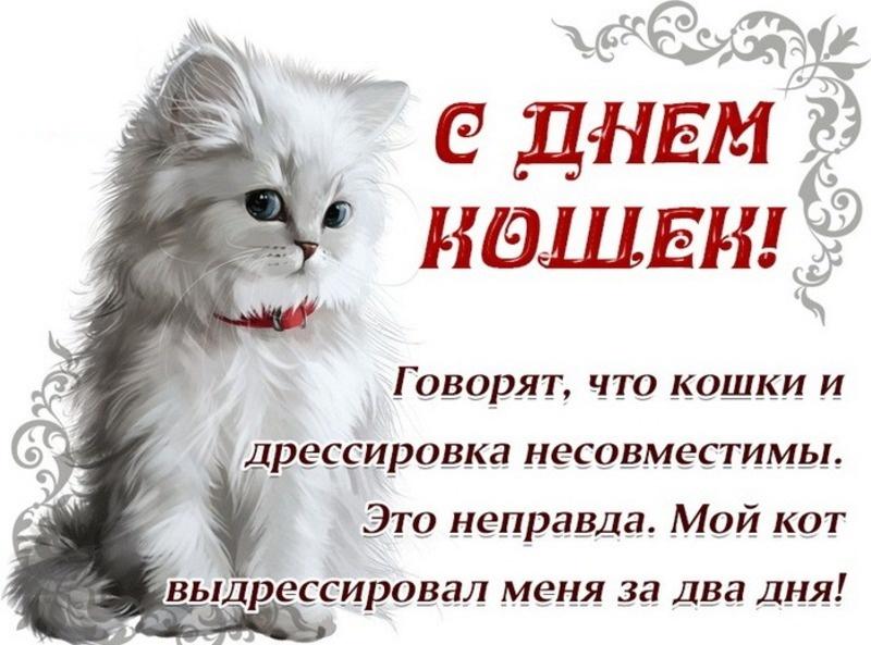 Фото День кошек-2025: милые и красивые картинки к празднику 3